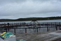 Brönnöysund - Lachszucht