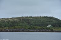 Brönnöysund - Lachszucht - Versammlung der Schweinswale