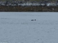 Brönnöysund - Lachszucht - Versammlung der Schweinswale