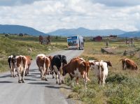 Kühe auf dem Milchweg - Radtour Mjølkevegen