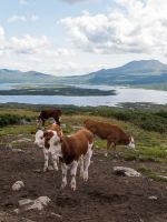 Kühe auf dem Milchweg - Radtour Mjølkevegen