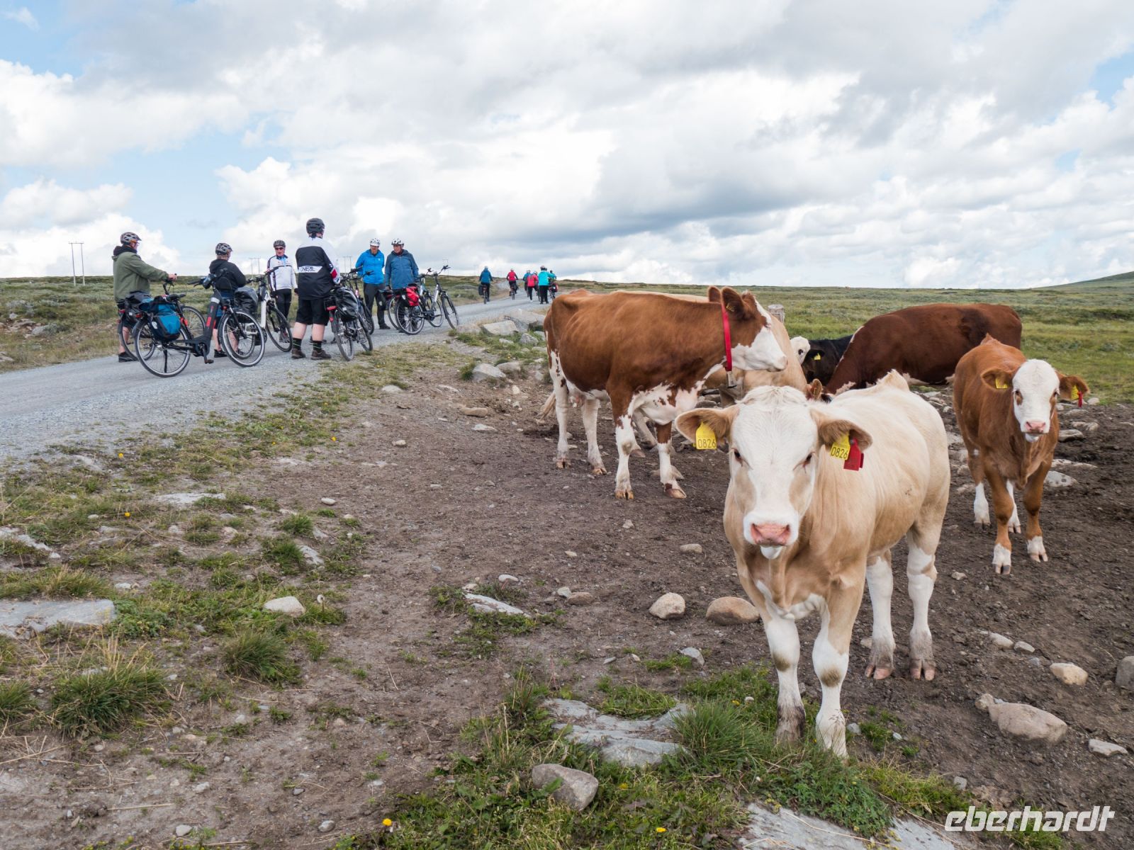 Kühe auf dem Milchweg - Radtour Mjølkevegen