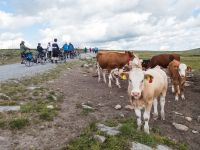 Kühe auf dem Milchweg - Radtour Mjølkevegen