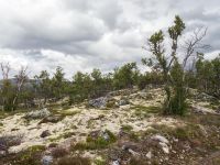 Dovrefjell - Moose, Flechten, Krüppelbirken