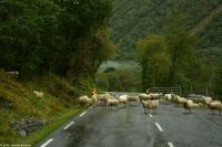 Traffic-Jam auf norwegisch: Stau