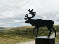 Wo sind nur die Rentiere?