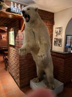 Eisbär in der Ölhallen