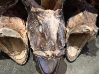 Fischköpfe getrocknet