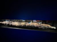 Teil des gefunden Langhauses