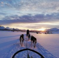 Norwegen - Tromso - Husky-Schlittenfahrt.jpg