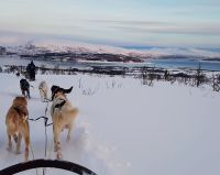 Norwegen - Husky-Schlittenfahrt mit Panorama.jpg