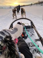 Norwegen - unser blinder Passagier Solo hat sich auch verliebt: in Husky Dame Single.jpg