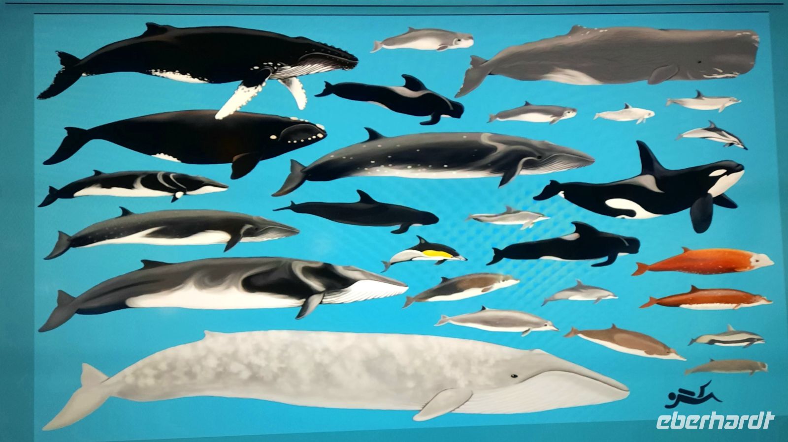 Norwegen - Tromso - Whale Watching mit interessanten Vorträgen an Bord.jpg