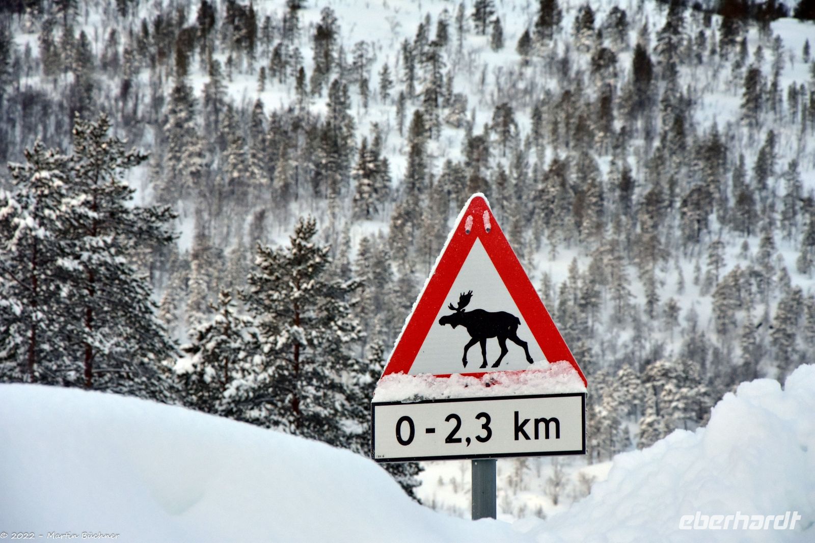 Vorsicht Elch!