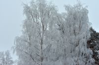 Nutti Sami Siida - Jukkasjärvi