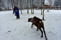 Nutti Sami Siida - Jukkasjärvi - Es gibt Rentier-Schokolade (Rentierflechte)
