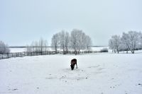 Nutti Sami Siida - Jukkasjärvi - Rentier