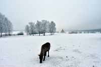 Nutti Sami Siida - Jukkasjärvi - Rentier mit traditionellem Lavvu (Zelt) im Hintergrund