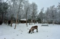 Nutti Sami Siida - Jukkasjärvi - Rentier