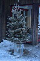 Winterreise Schwedisch Lappland - 00127.jpg