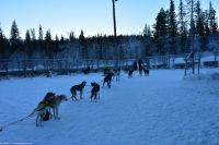 Hundeschlitten-Tour in Kurravaara (Kiruna) auf dem Torneälv