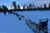 Hundeschlitten-Tour in Kurravaara (Kiruna) auf dem Torneälv