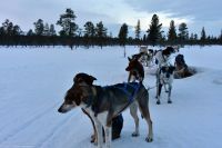 Hundeschlitten-Tour in Kurravaara (Kiruna) auf dem Torneälv
