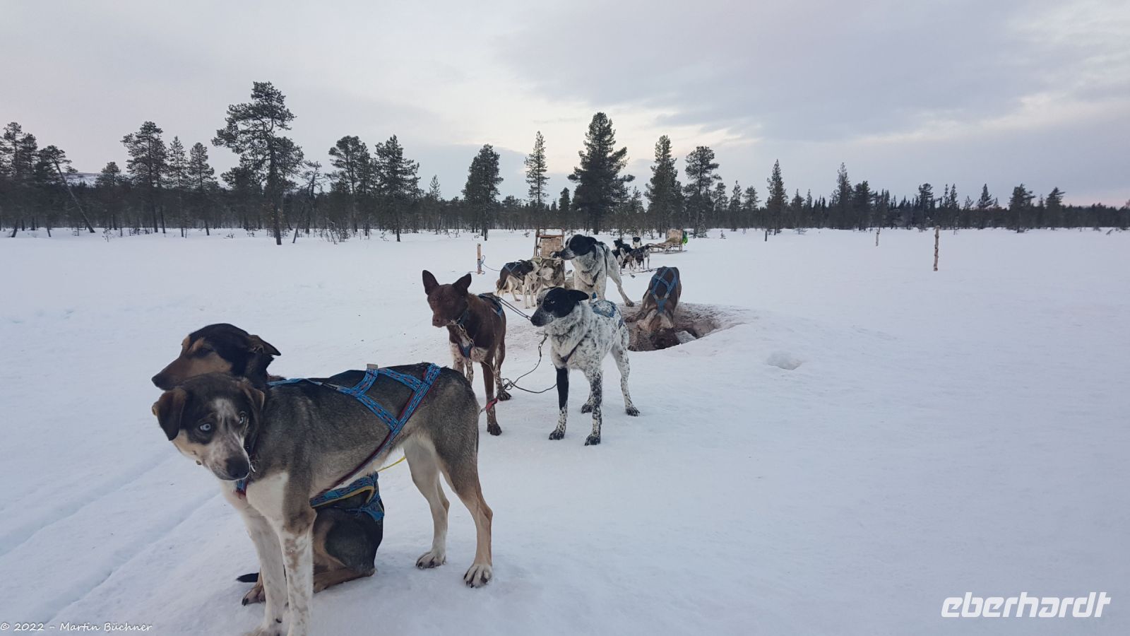 Hundeschlitten-Tour in Kurravaara (Kiruna) auf dem Torneälv