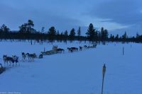 Hundeschlitten-Tour in Kurravaara (Kiruna) auf dem Torneälv
