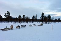 Hundeschlitten-Tour in Kurravaara (Kiruna) auf dem Torneälv