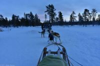 Hundeschlitten-Tour in Kurravaara (Kiruna) auf dem Torneälv