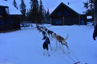 Hundeschlitten-Tour in Kurravaara (Kiruna) auf dem Torneälv
