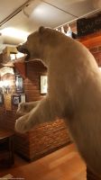 Tromsø - Ølhallen - der älteste Pub von Tromsø - eröffnet 1928 - Treff legendärer Eisbärenjäger der Arktis