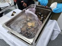 ...auf dem Weg von Trondheim nach Rørvik... - Verkostung von frischen Blaumuscheln