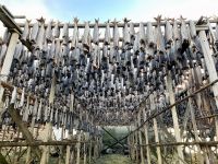 Tag 9 - Stockfisch.jpg