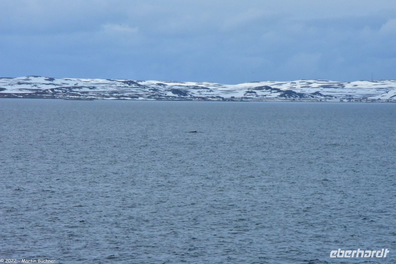 Hurtigruten - MS Polarlys - Vardø - Minkwal in der Barentssee