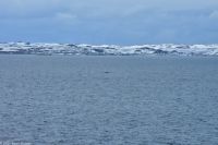 Hurtigruten - MS Polarlys - Vardø - Minkwal in der Barentssee