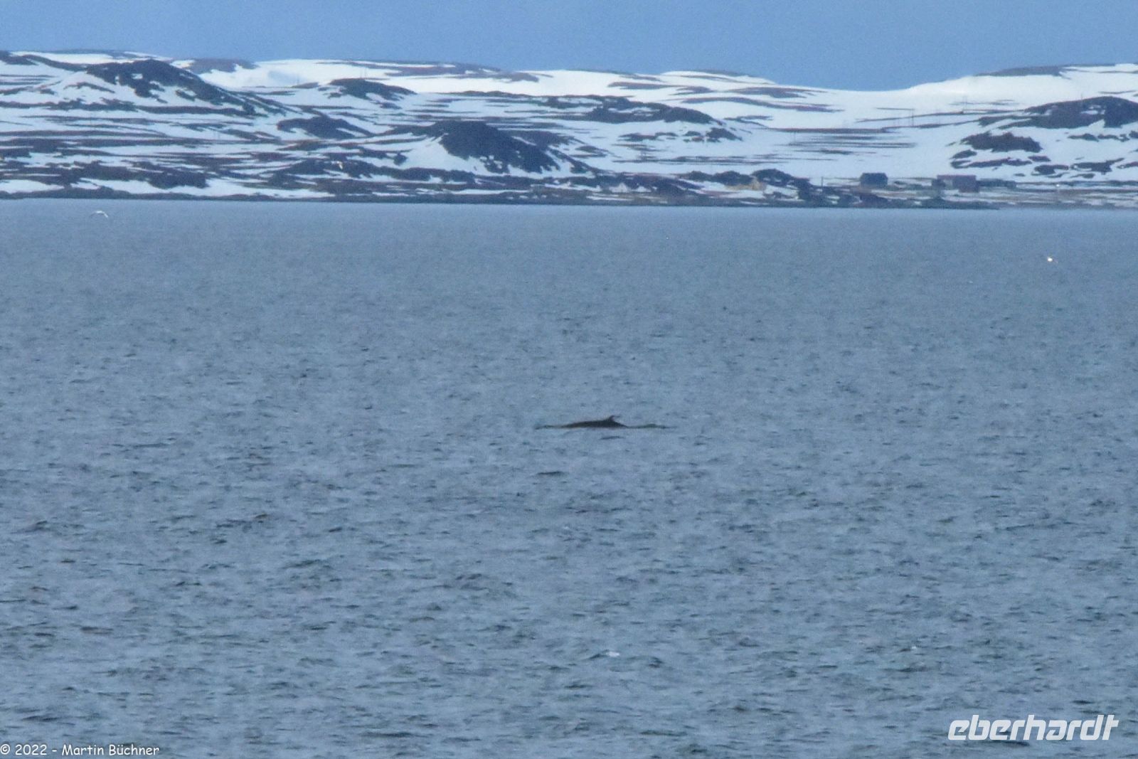 Hurtigruten - MS Polarlys - Vardø - Minkwal in der Barentssee