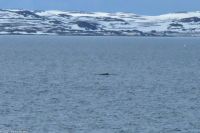Hurtigruten - MS Polarlys - Vardø - Minkwal in der Barentssee