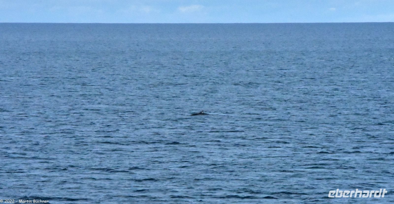 Hurtigruten - MS Polarlys - Vardø - Minkwal in der Barentssee