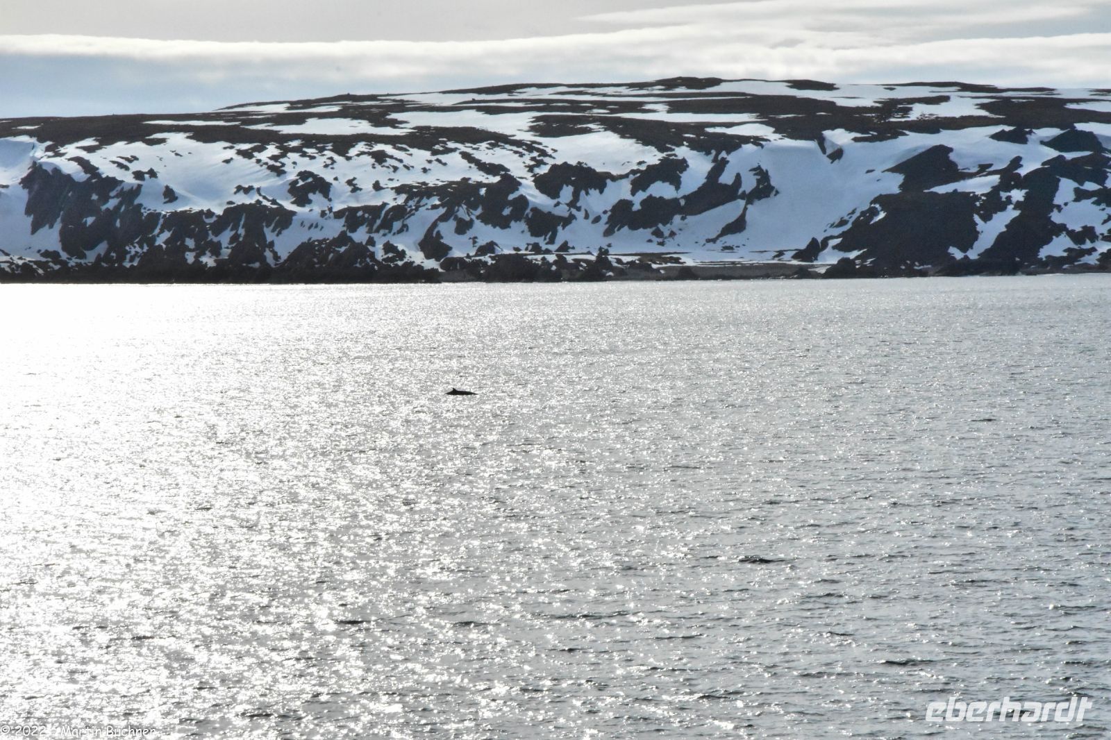 Hurtigruten - MS Polarlys - Vardø - Minkwal in der Barentssee