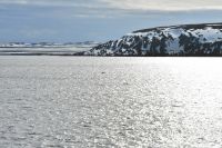 Hurtigruten - MS Polarlys - Vardø - Minkwal in der Barentssee