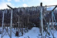 Hurtigruten - MS Polarlys - Lofoten - Spaziergang durch Henningsvær - Tørrfisk - Trockengestelle für den Stockfisch