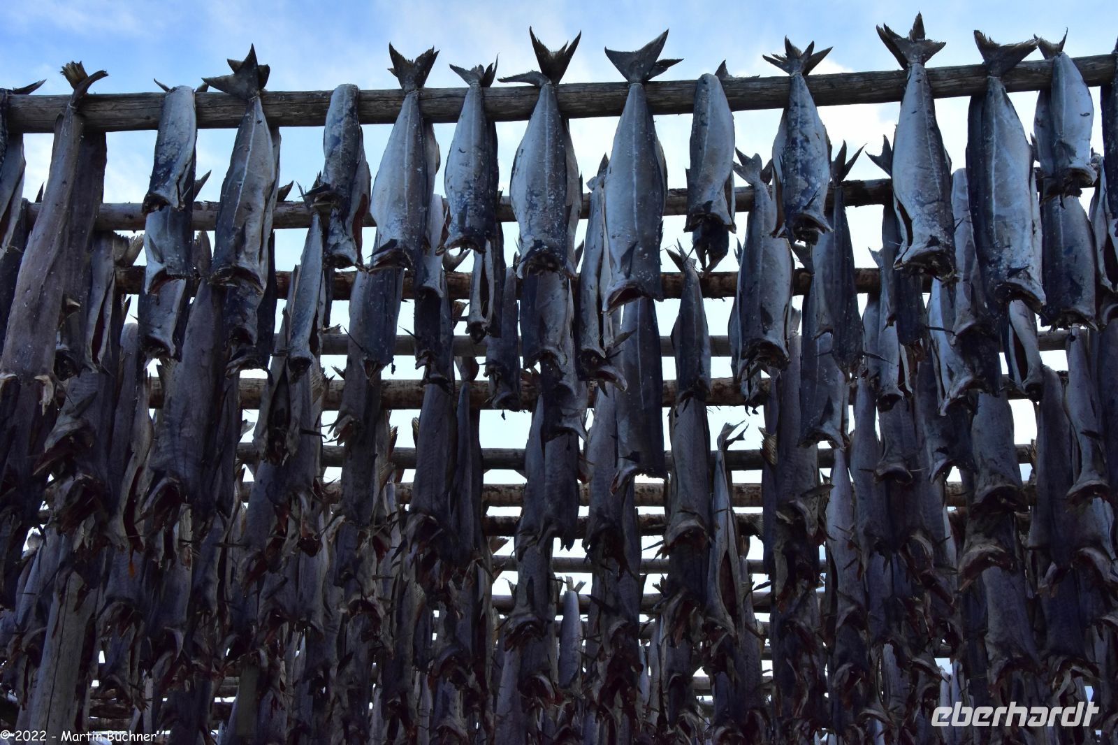 Hurtigruten - MS Polarlys - Lofoten - Spaziergang durch Henningsvær - Tørrfisk - Trockengestelle für den Stockfisch