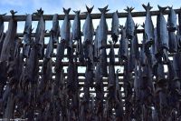 Hurtigruten - MS Polarlys - Lofoten - Spaziergang durch Henningsvær - Tørrfisk - Trockengestelle für den Stockfisch