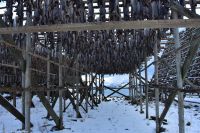 Hurtigruten - MS Polarlys - Lofoten - Spaziergang durch Henningsvær - Tørrfisk - Trockengestelle für den Stockfisch