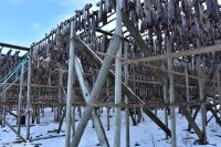 Hurtigruten - MS Polarlys - Lofoten - Spaziergang durch Henningsvær - Tørrfisk - Trockengestelle für den Stockfisch