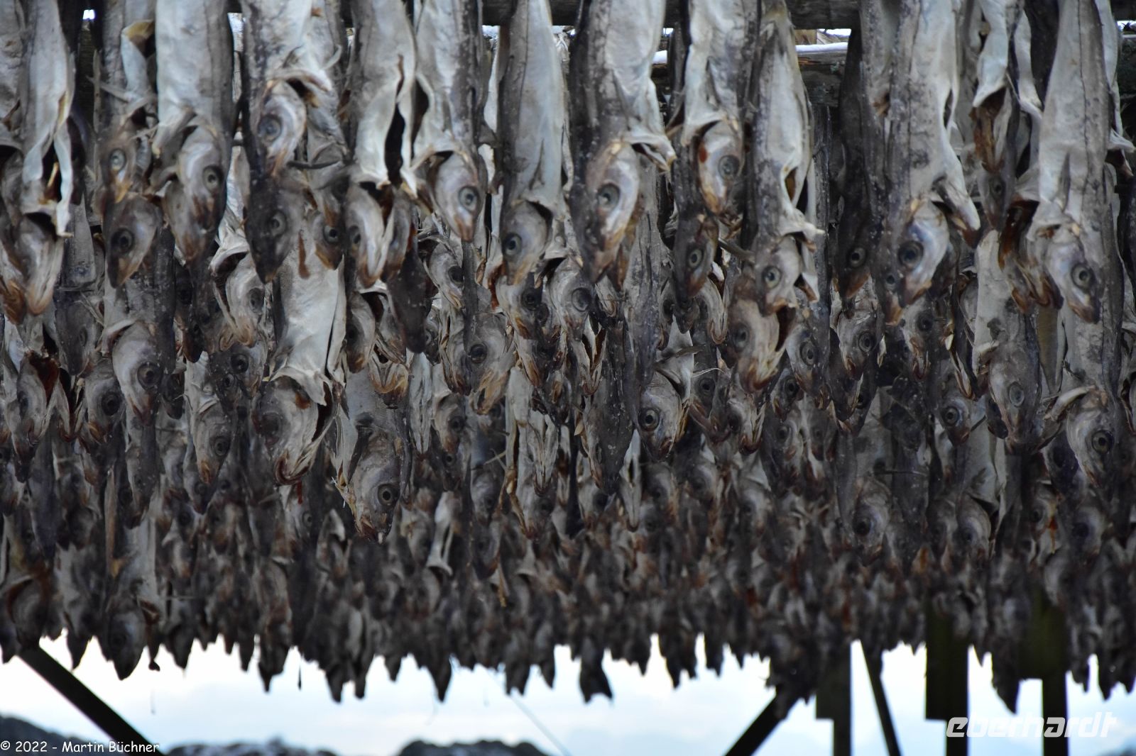 Hurtigruten - MS Polarlys - Lofoten - Spaziergang durch Henningsvær