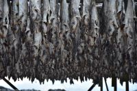 Hurtigruten - MS Polarlys - Lofoten - Spaziergang durch Henningsvær