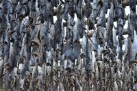 Hurtigruten - MS Polarlys - Lofoten - Spaziergang durch Henningsvær